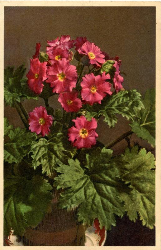 Flowers -     Chinese Primrose                          (Thor & Gyger #1170)