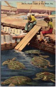 Turtle Crawl at Key West Florida FL Stored in Pens Green Turtle Postcard