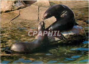 Postcard Modern Zoo Paris California Sea Lions