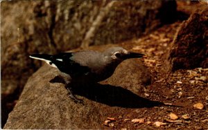 Clark's Nutcracker Bird,Rocky Mountain National Park,CO BIN