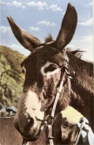 Donkey   Nice modern French photo postcard