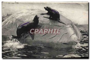 Old Postcard Paris Zoological Du Bois De Vincennes Paris California Sea Lions