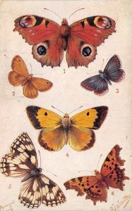 British Butterflies British Butterflies