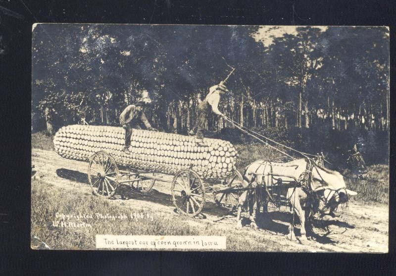 RPPC MARTIN EXAGGERATION CORN FARMING IOWA REAL PHOTO POSTCARD LINN GROVE