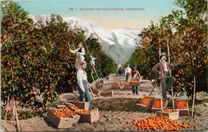 Oranges and Snowfields CA California Calif Fruit Orchard UNUSED Postcard D93