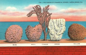 Vintage Postcard 1930's Five Varieties of Commercial Sponges Tarpon Springs FL