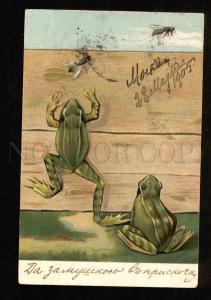 3049126 Hungry Charming FROGS & Fly Vintage RPPC 1905 y Russia