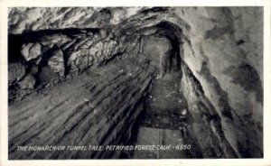 Tunnel Tree, Petrified Forest - MIsc, CA