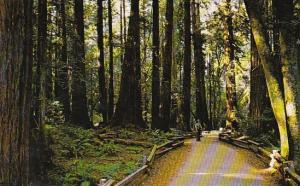 California Mill Valley A National Park Ranger On The Main Muir Trail