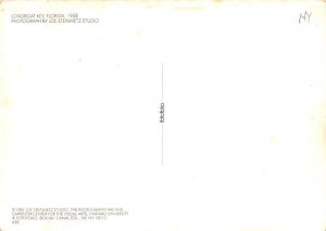 Beach Scene  Longboat Key FL