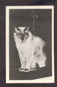 RPPC BLUE POINT SIAMESE CAT KITTEN VINTAGE REAL PHOTO POSTCARD