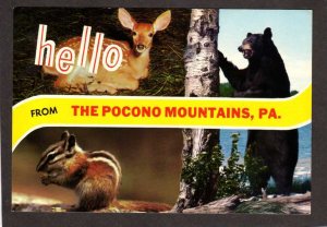 PA Hello From the Poconos Mountains Pennsylvania Postcard Black Bear Chipmunk