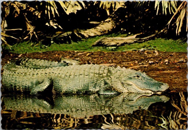 Florida Alligator Resting By The Water