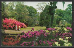 South Carolina, Charleston - Magnolia Gardens - [SC-078]