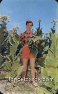 Virginia Maiden Removing tobacco Leaves Farming Unused 