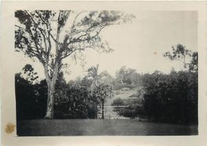 Real photo 6x9 Melbourne Botanical Garden Australia