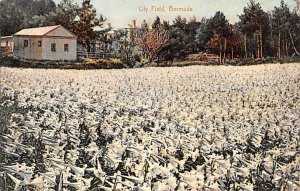 Lily Field Bermuda Postcard