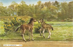 Horses. Foals on Dartmoor Nice vintage IEnglish postcard