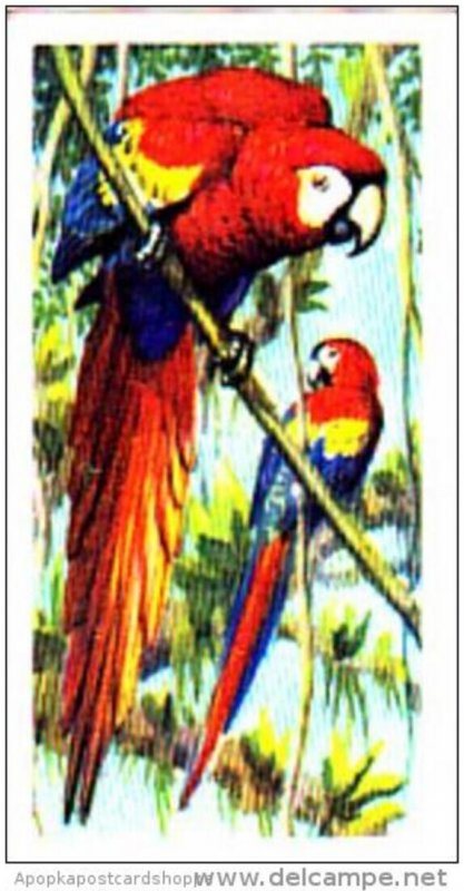 Brooke Bond Trade Card Tropical Birds No 23 Scarlet Macaw