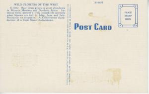 Greetings From St. Regis Montana MT Bear Grass Vintage Linen Postcard E12