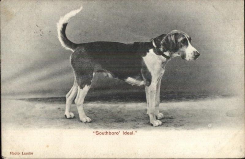 Hound Dog 'Southboro Ideal' c1910 Postcard