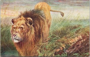 Lion in Meadow Unused J Salmon Postcard H28