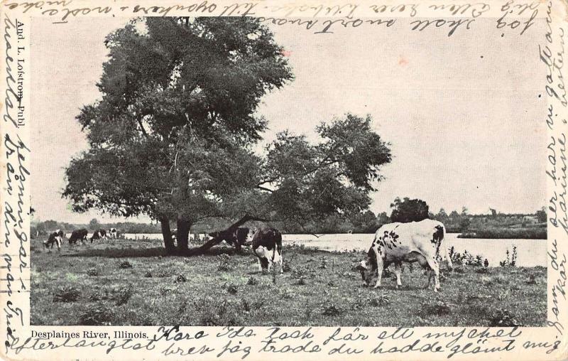 Desplaines River Illinois Cows Scenic View Vintage Postcard JE229719