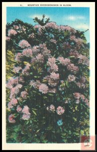 Mountain Rhododendron in Bloom