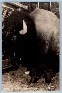 c1940's American Bison Cheyenne Mt. Zoo Animals Sanborn RPPC Photo Postcard