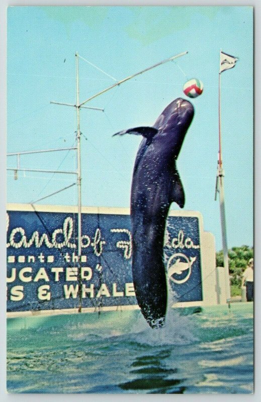 Marineland Florida~Educated or Genuis Whale Leaps to Strike Beach Ball~1950s