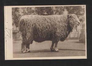 070532 USSR RAM Sheep CHAMPION 1939 vintage PC