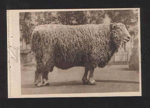 070532 USSR RAM Sheep CHAMPION 1939 vintage PC