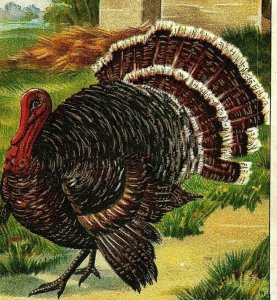 c1909 Bien Julius Postcard Thanksgiving Vintage Turkey Greetings House Home 