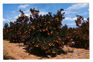 Beautiful Orange Groves, Central Florida