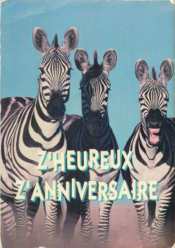Zebras postcard