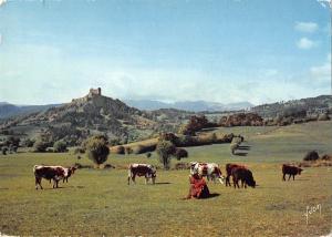 BT8543 Murol l auvergne pittoresque cow vaches        France