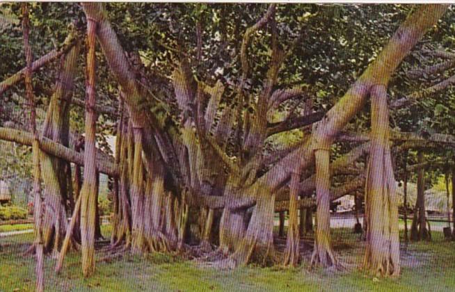 Hawaii The Banyan Tree 1973