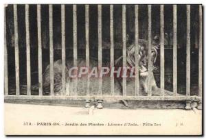 Old Postcard Paris Zoo Garden plants Lioness d & # 39Asie Lion Felis leo