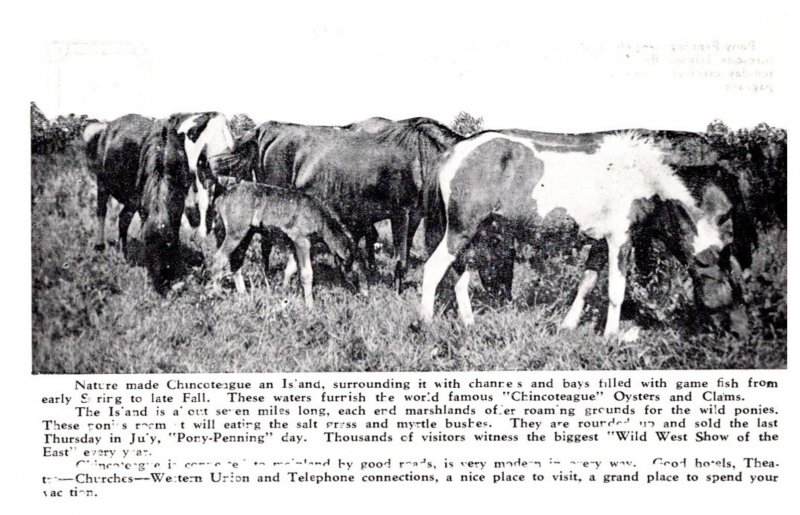 Virginia Chincoteague , Pony-Penning Day