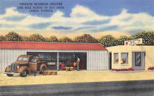 Orange Blossom Groves One Mile North of Bay Pines Largo FL