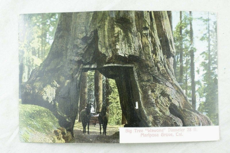 C.1910 Horses & Buggy Inside Tree, Mariposa Grove, Cal. Postcard F88