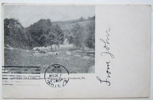 VINTAGE 1905 UNDIVIDED POSTCARD SHEEPS SPRUCE MOUNTAIN HOUSE CANADENSIS PA