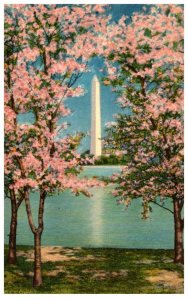 Washington D.C   Washington Monument and Cherry Blossoms