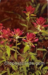 Indian Paintbrush Yellowstone National Park 1965 