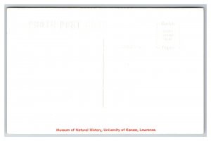 RPPC University of Kansas Museum of Natural History Lawrence KS UNP Postcard U19