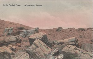 Postcard In the Petrified Forest Adamana Arizona AZ