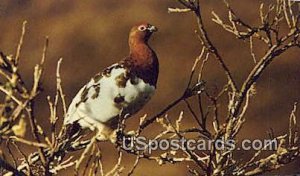 Alaskan State Bird, Willow Ptarmigan - Misc