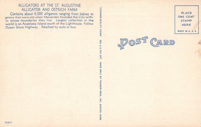 Vintage Postcard Nubian Ostriches Alligator Ostrich Farm Saint