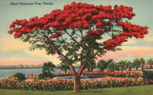 Miami FL-Florida, 1942 A Royal Poinciana Tree Red Flowers, Vintage Postcard