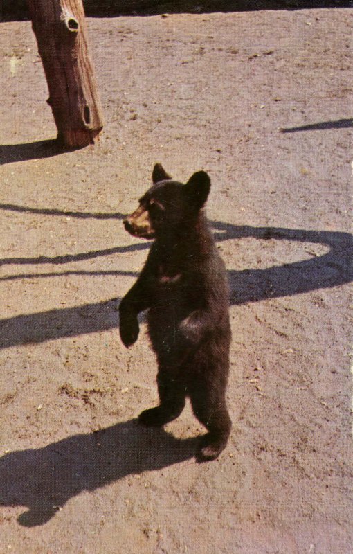 Black Bear Cub in Great Smoky Mountains National Park